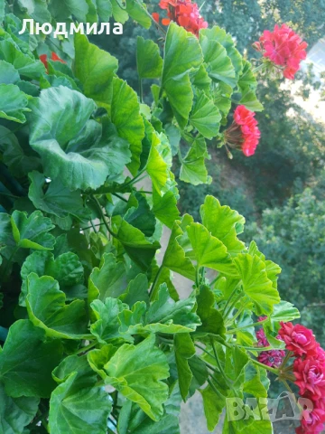 Мушкато,големи,отгледани ОСТАНАЛИ 9бр.ДОГОВАРЯНЕ., снимка 16 - Стайни растения - 51304792