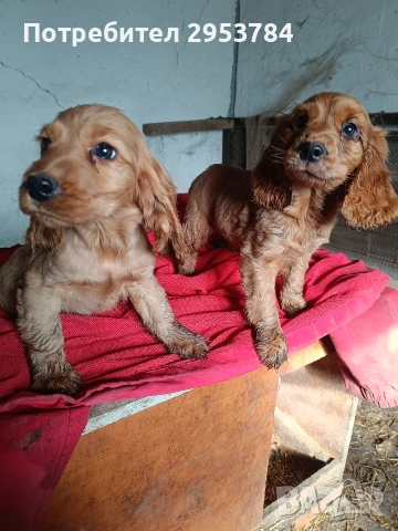 кокер шпаньол 