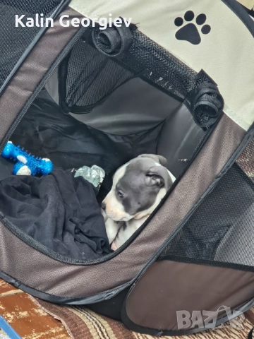 Американски булл териер(Blue nose), снимка 2 - Питбул - 52745474