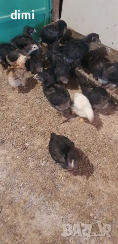 Пилета селски дворни , снимка 4 - Кокошки и пуйки - 46392484