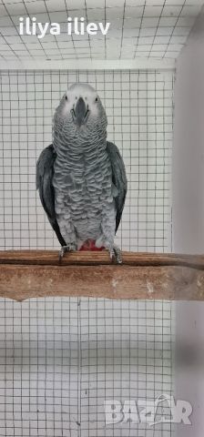 полово зрял мъжки папагал кралско Жако
