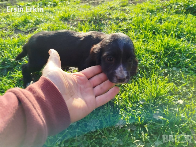 кокер шпаньол , снимка 5 - Кокер шпаньол - 52793522