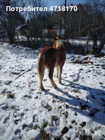Продавам конче на 9 месеца, снимка 3 - Коне - 53213944