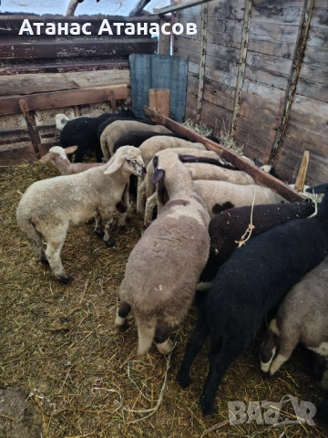 Агнета , снимка 2 - Овце - 53506555