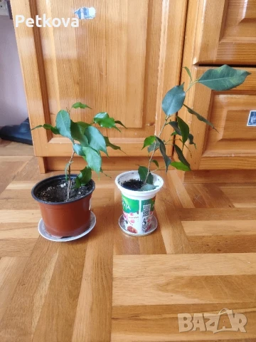 Зокуми и бенджамин, снимка 4 - Стайни растения - 49729118