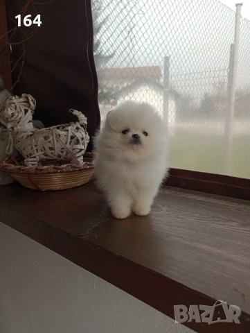 Бели Померани. Реални снимки от 21.03.26 г. , снимка 7 - Померан - 53905121