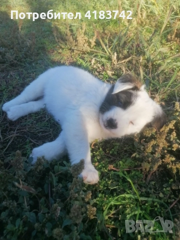 Кучета каракачанки, снимка 2 - Каракачанска овчарка - 52422629