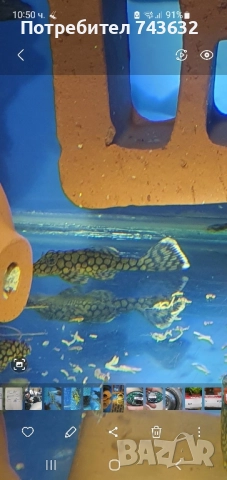 Анциструс Wabenmunster (пчелна пита), снимка 2 - Рибки - 52463705