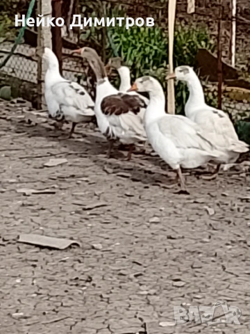 Петли патици гъски , снимка 2 - Патици и гъски - 54212161