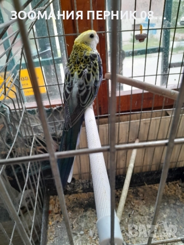 розела жълтоглава 