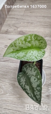 Сциндапсус Екзотика , снимка 1