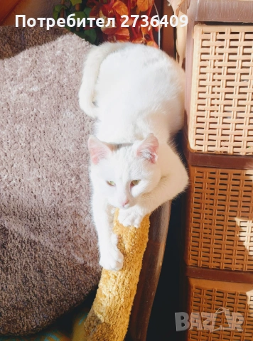 Бяла котка , снимка 2 - Други - 53673538