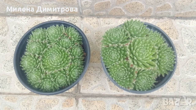 Семпервивум - дебелец различни сортове , снимка 9 - Градински цветя и растения - 52001936