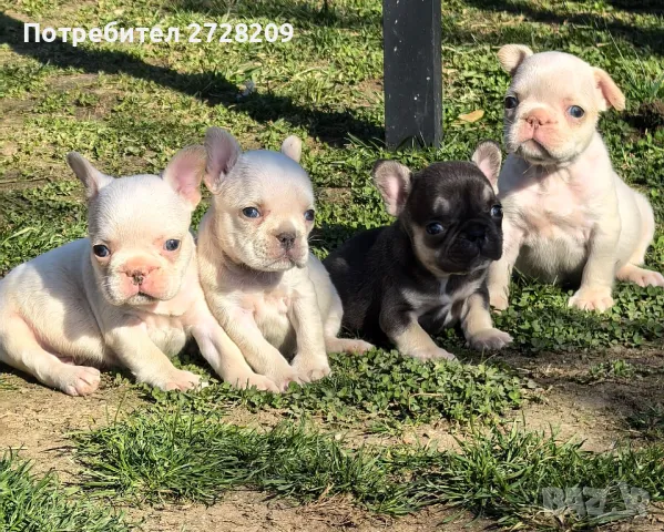 френски булдог /French Bulldog , снимка 1 - Френски булдог - 49534372