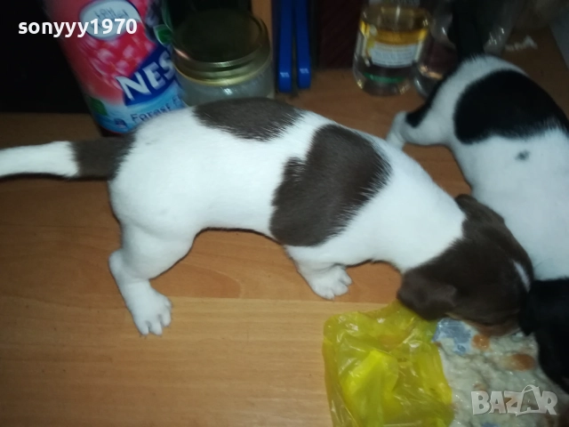 JACK RUSSELL-БЕБЕТА ДЖАК РЪСЕЛ 1609250639, снимка 12 - Джак ръсел териер - 51727864