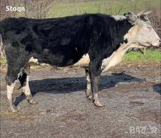 Продавам 3  Бременни Крави, снимка 3 - Крави - 53557268