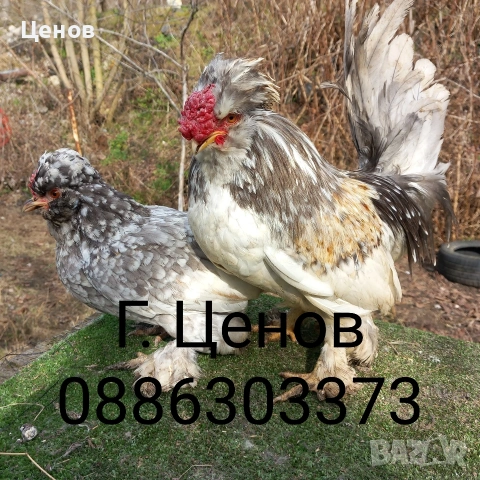 Чифтове струмски бантам, снимка 9 - други­ - 49315454