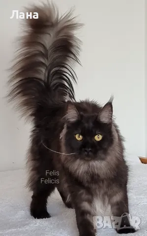 Мейн кун Мейн Куун коте Maine Coon , снимка 3 - Мейн кун - 40421222