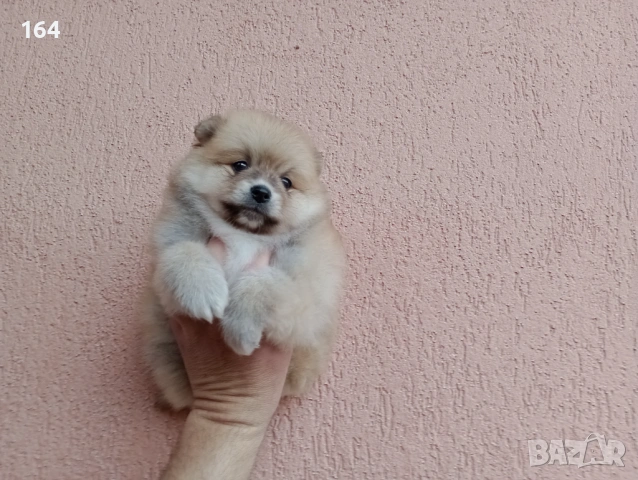 Мъжки Померан. Реални снимки от 29.03.26 г.