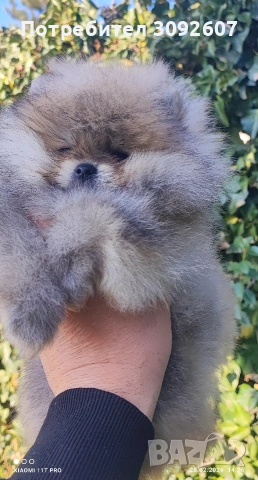 Померанче момче , снимка 3 - Померан - 53656918