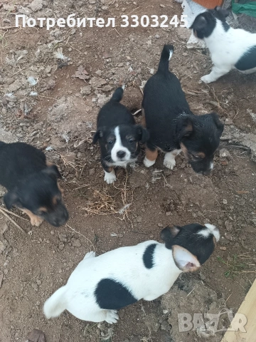 Подарявам малки кученца , снимка 2 - Други - 53440185