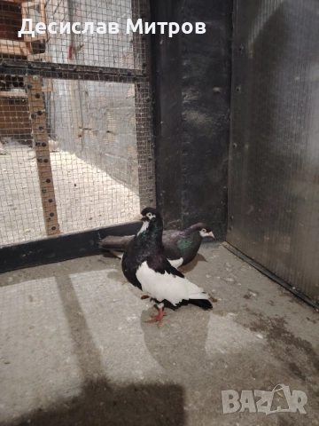 Гълъби, двукачулати, чилики, акмани, зеброви амадини и гугутки, снимка 4 - Гълъби - 52579442