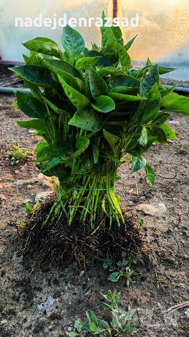 Готов разсад ранни домати краставици ягоди, снимка 7 - Разсади - 53942089