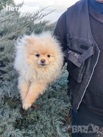 Мини померан, снимка 3 - Померан - 52920887