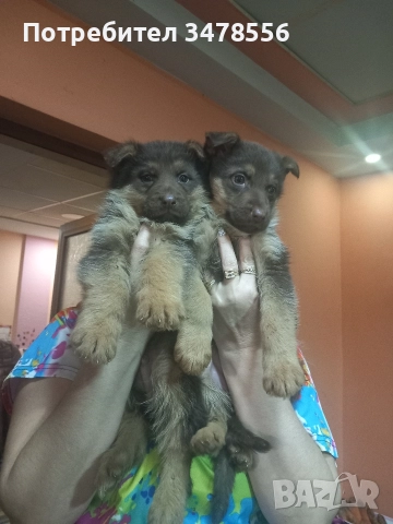 Немска овчарка , снимка 2 - Немска овчарка - 52654157