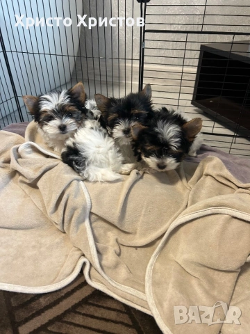 Бивер йоркширски териер