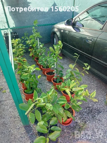 Лимони - лимонови дръвчета, снимка 8 - Градински цветя и растения - 51309881