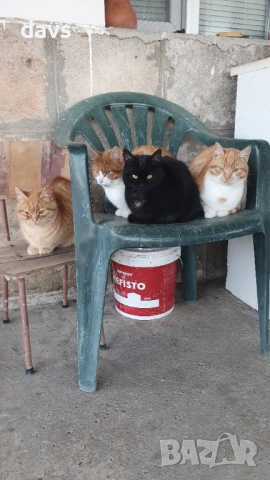 Черна котка на 6 месеца търси дом, снимка 14 - Други - 53116660