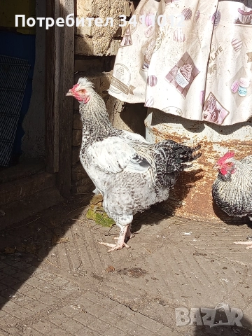 петли, снимка 4 - други­ - 52895816