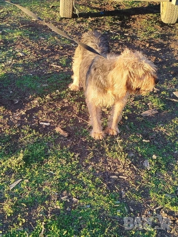 търси женски барак, снимка 2 - Други - 53571761