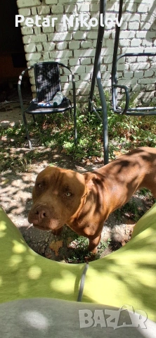 питбулчета, снимка 7 - Питбул - 53259618