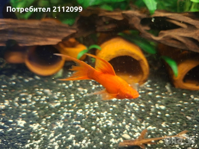 Албино ред 2бр мъжки 