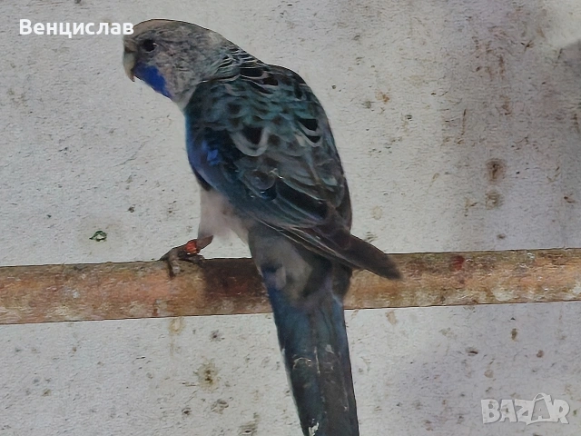 продавам папагали , снимка 7 - Папагали - 54076246