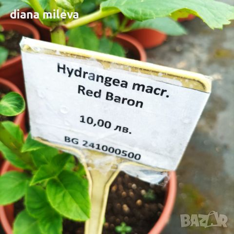 Хортензия Червен Барон, Hydrangea macr. Red Baron , снимка 4 - Градински цветя и растения - 43401769
