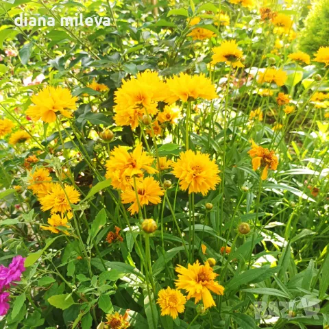 Кореопсис, Coreopsis Grandiflora 'Early Sunrise', снимка 5 - Градински цветя и растения - 39506437