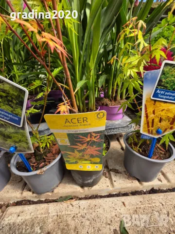 Ацер - Японски Клен Комплект от 4 вида, снимка 9 - Разсади - 50406472