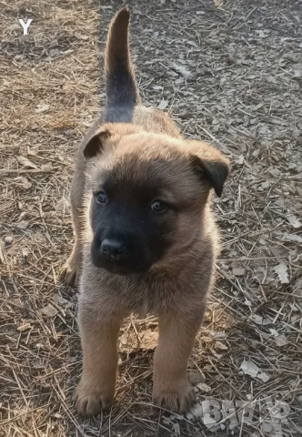 БЕЛГИЙСКА ОВЧАРКА  МАЛИНОА