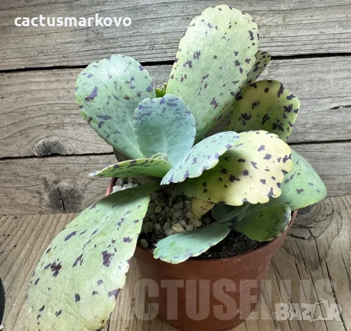 Kalanchoe marmorata ‘Tiger’, снимка 2 - Стайни растения - 48011707