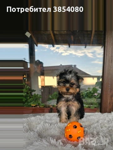 Йоркширски териер момче 