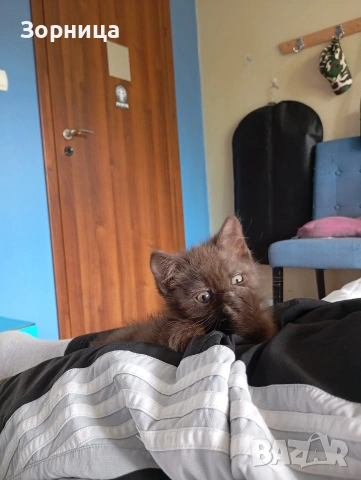 БРИТАНСКО КОТЕ, снимка 16 - Британска късокосместа - 53468415