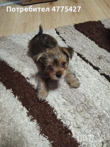Продавам Йорки, снимка 2 - Йоркширски териер - 53950233