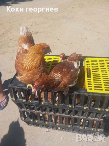 Продавам ярки носачки ломан Браун 