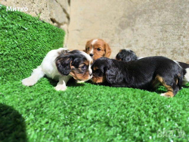 Кавалер Кинг Чарлз шпаньол , снимка 13 - Кавалер кинг чарлз шпаньол - 51169749