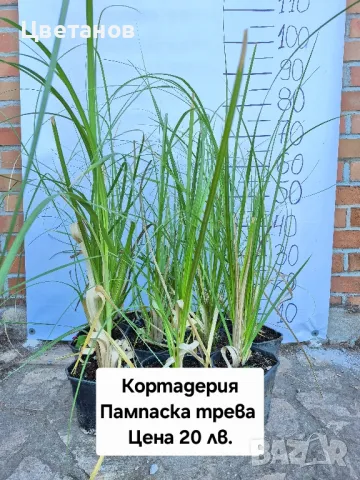 КОРТАДЕРИЯ - Пампаска трева