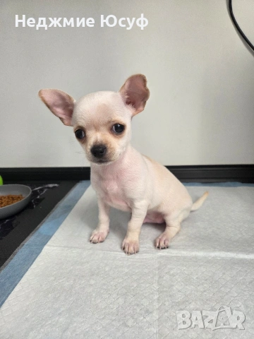 Продавам Чихухуа