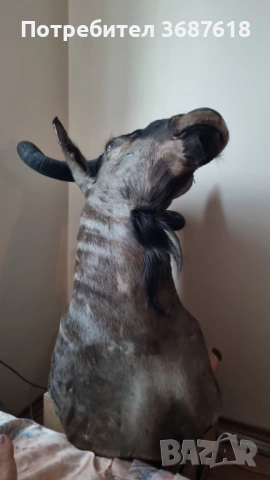 Ловен трофей, снимка 5 - Други - 53853651